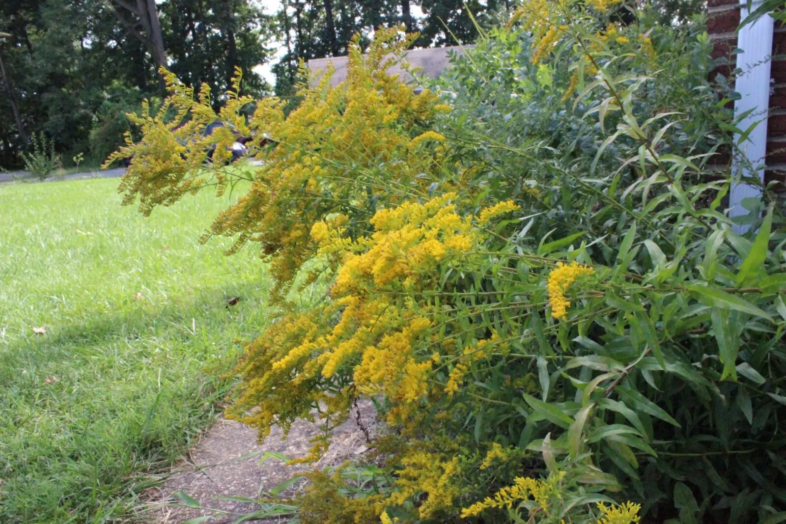 Image of sweet goldenrod