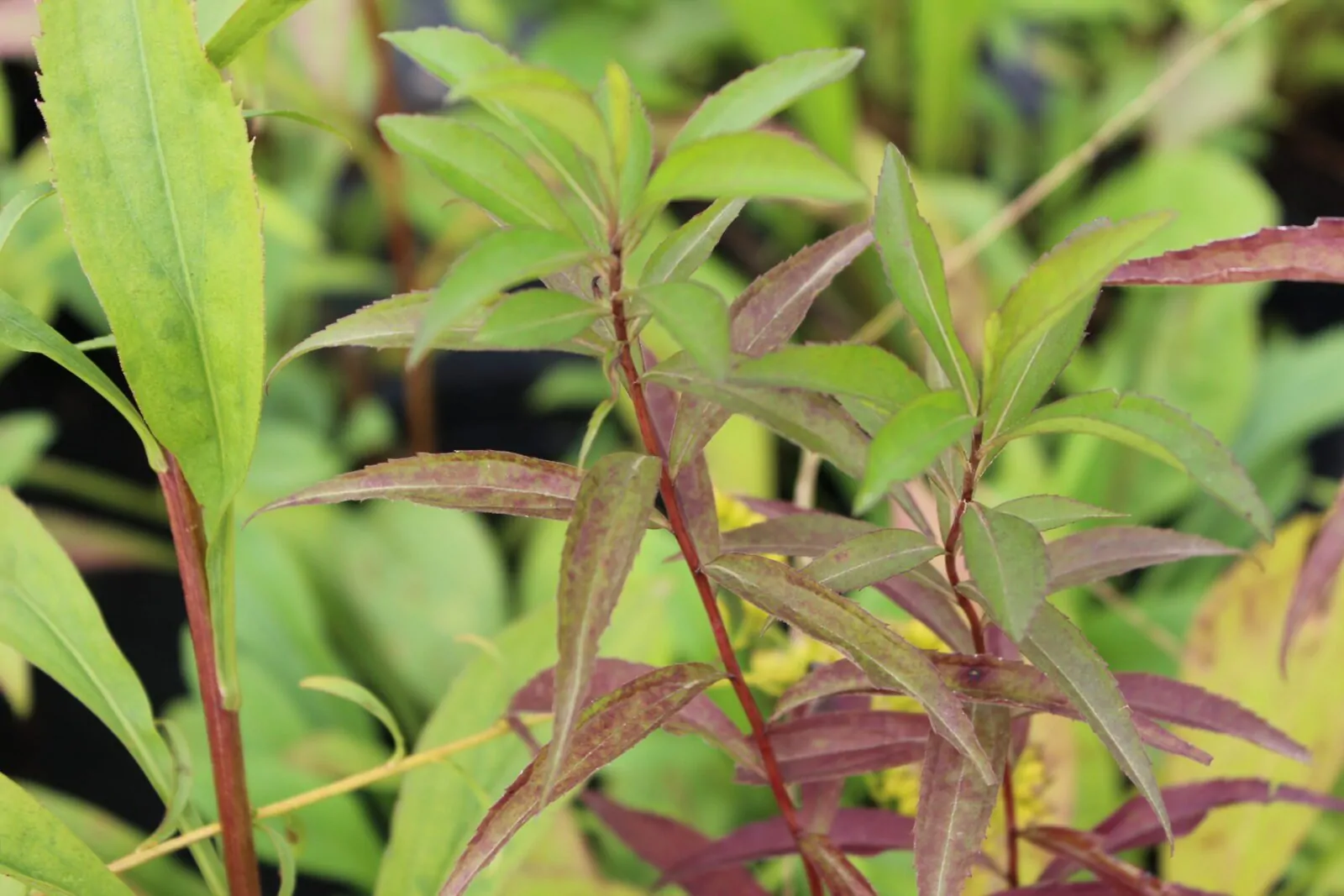 Image of sweet goldenrod