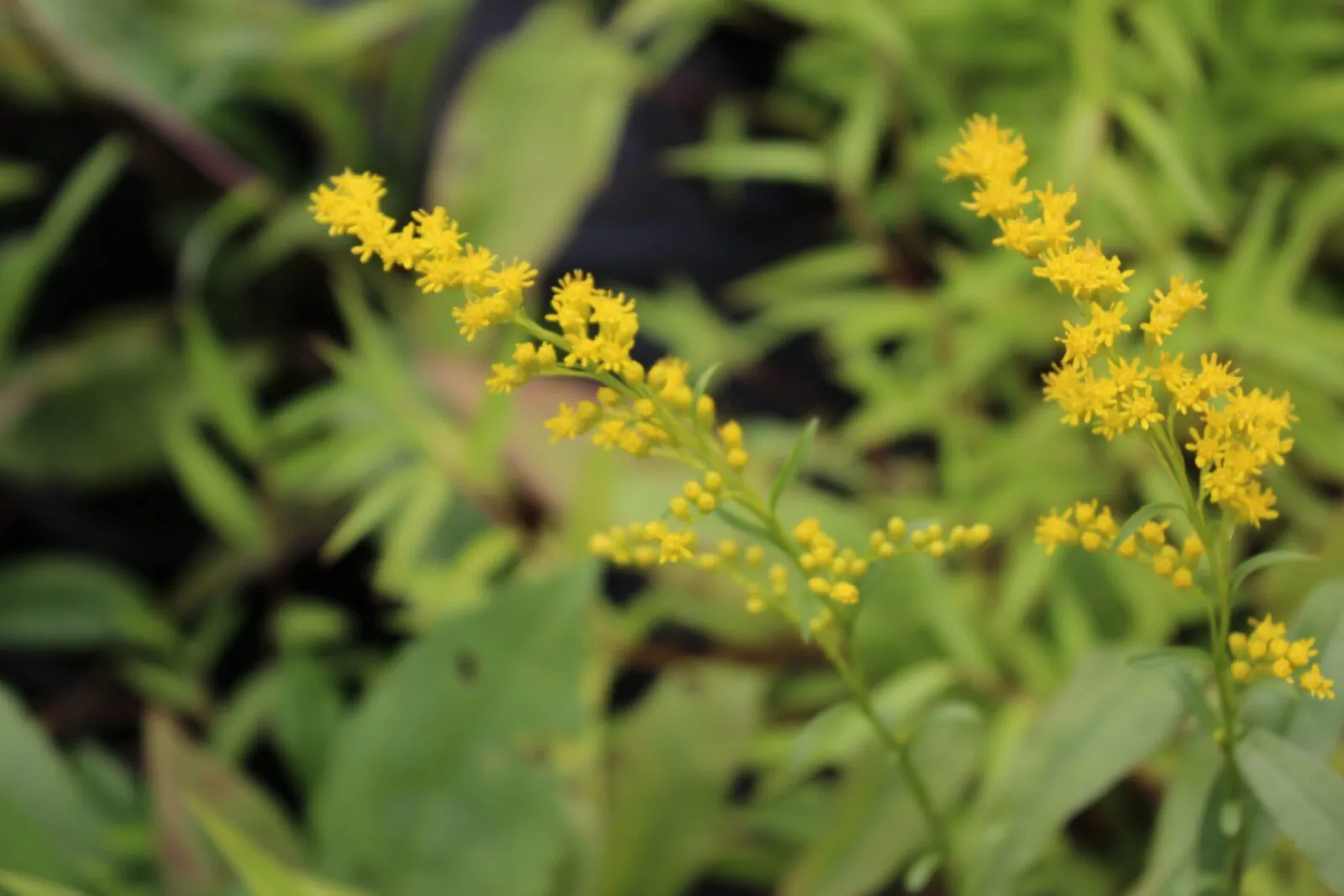 Image of sweet goldenrod