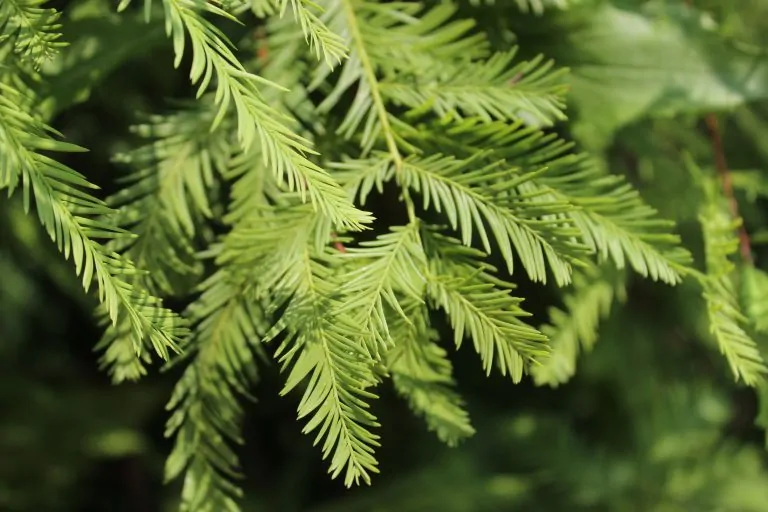 Image of bald cypress