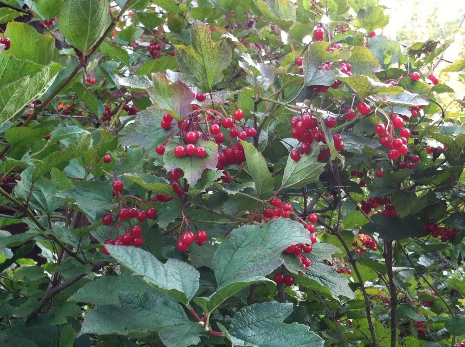 Image of viburnum