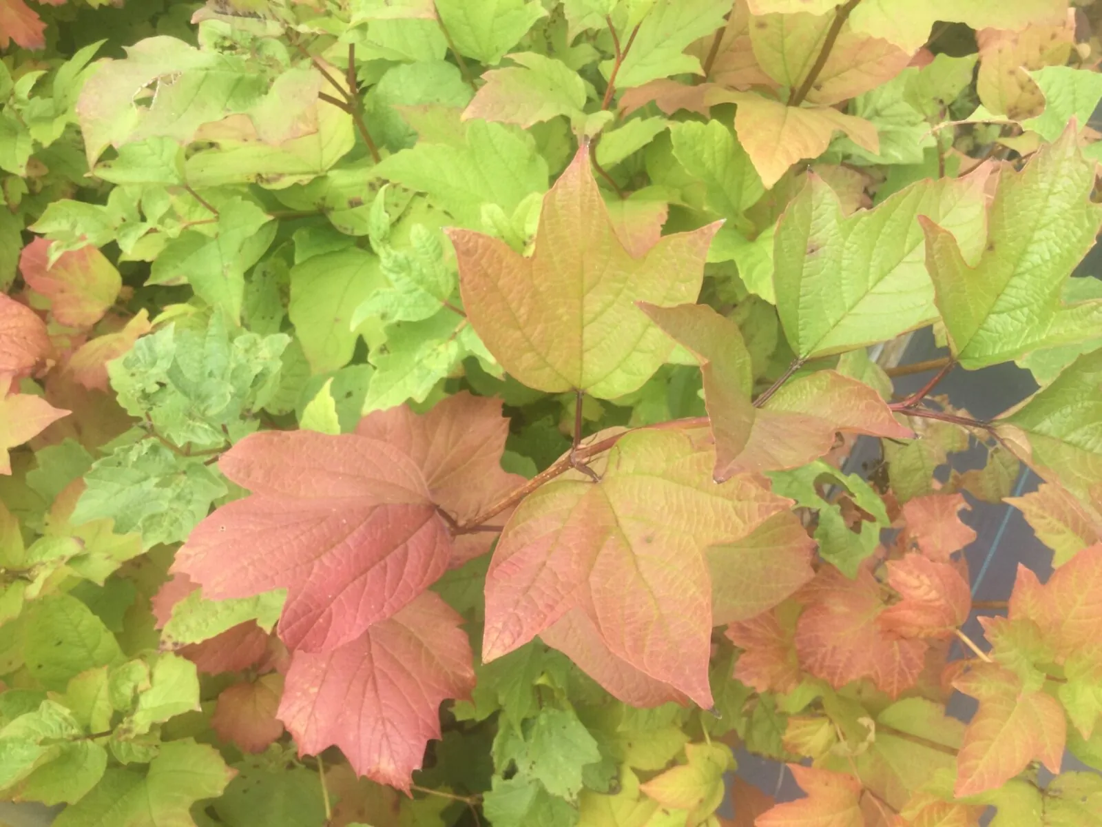 Image of viburnum